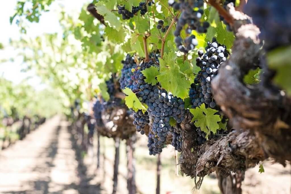 Mas Julien - vignes