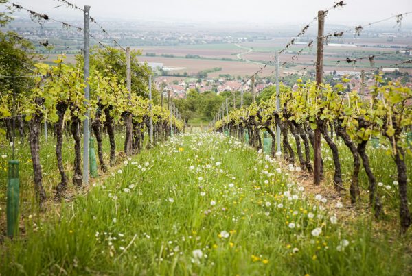vignes pour investir dans les vins de Bourgogne