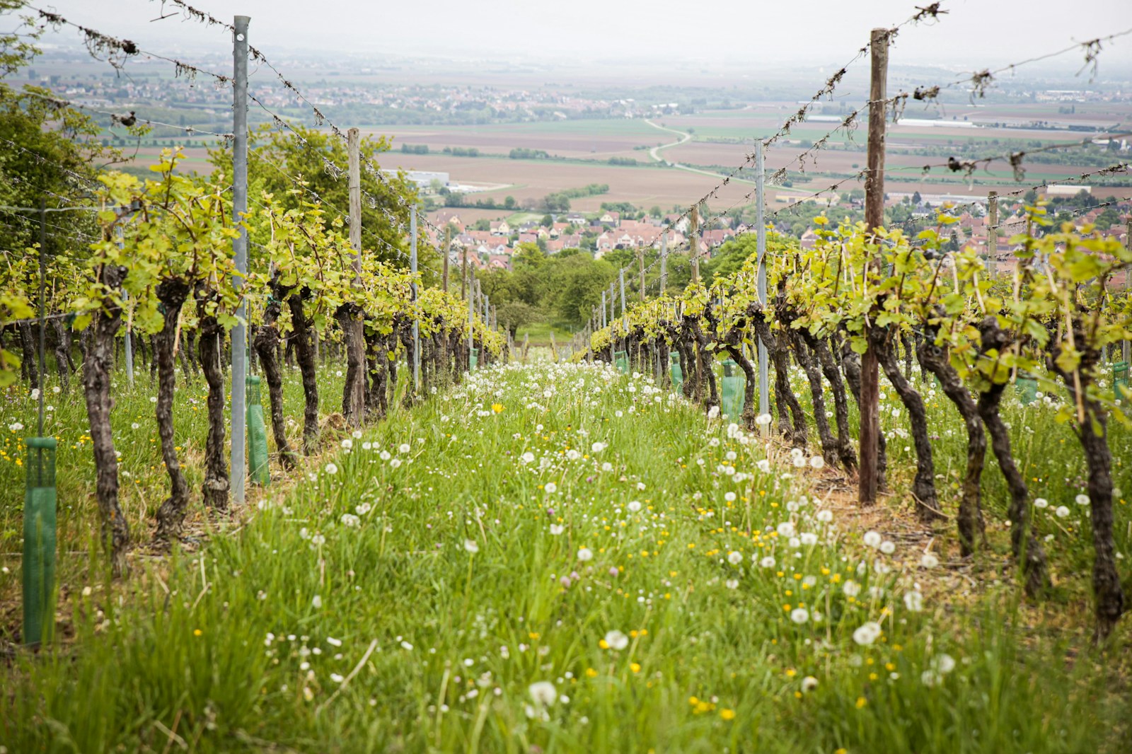 Investir dans les vins de Bourgogne : un placement rentable pour l&rsquo;avenir